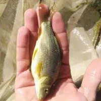 ماهی کپور به نرخ دولتی