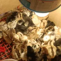 جوجه گلین با کیفیت