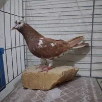 کفتر انگلیسی ماده|پرنده|فردیس, شهرک وحدت|دیوار