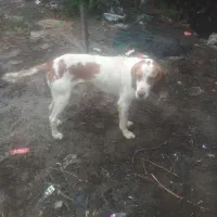 توله شکاری اموزشی کار بلد حرف گوش کن|سگ|تالش, هشتپر|دیوار