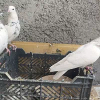 کله دم آبی|پرنده|ایوان, |دیوار