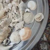 صدف و مرجان دریایی