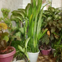 گل طبیعی سالم|گل و گیاه طبیعی|کرمانشاه, |دیوار