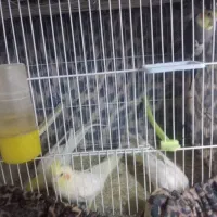 عروس هلندی|پرنده|مشهد, ابوذر|دیوار