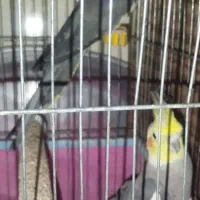 دوعدد عروس سالم نر و ماده|پرنده|رامشیر, |دیوار