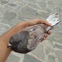 یه کبوتر زینتی مست غور زن خال سرور