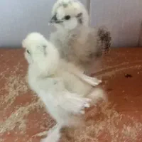 جوجه ابریشمی