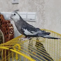 عروس هلندی ( مولد)نر وماده