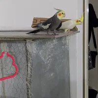 فروش عروس هلندی نر و ماده