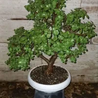 گیاه طبیعی بنسای