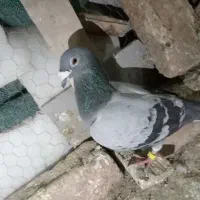 کفتر