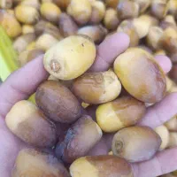 خرما|خوردنی و آشامیدنی|قم, عشقعلی|دیوار