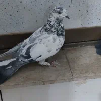 کبوتر طوقی|پرنده|شهرکرد, |دیوار