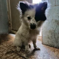 حرف گوش کن سرحال