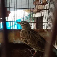 سهره خاکی|پرنده|اسالم, |دیوار