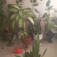 گلی طبیعی|گل و گیاه طبیعی|یاسوج, |دیوار