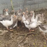 غاز محلی ۱۴ عدد