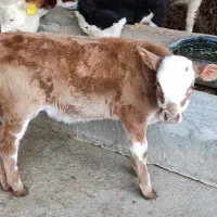 گوساله سیمینتال