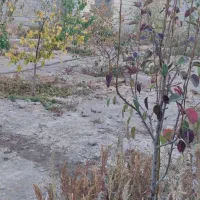 فروش باغ لاهیجان خسروشاه