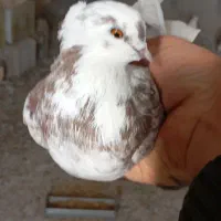 یه جفت ماده تهرانی|پرنده|نجف‌آباد, یزدانشهر|دیوار