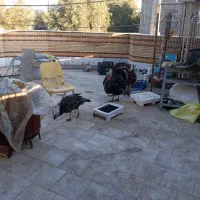 فروش بوقلمون