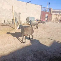 بره قوچ شال