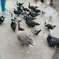 اردک اسراییلی|حیوانات مزرعه|ضیابر, |دیوار