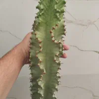 افوربیا اینجنس (کلکسیونی)|گل و گیاه طبیعی|قدس, شهر‌قدس|دیوار