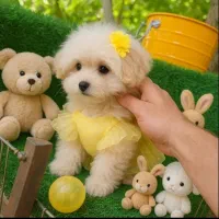 سرپرستی سگ پودل فقط چهار میلیون با تمام لوازم|سگ|تهران, شهرک غرب|دیوار