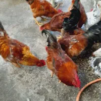 تعدادی خروس محلی درشت