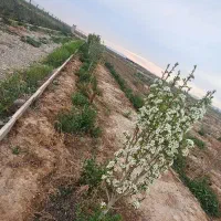 زمین باغ گلخانه قیمت استثنایی|فروش زمین و ملک کلنگی|گرمسار, |دیوار