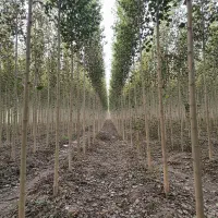 نهال سپیدار اصلاح شده باقیمت مناسب