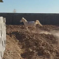 مادیون کرد برا تک بندی کره زا عالی