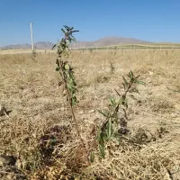 نهال بادام دو ساله تنو پیوندی درجه یک|خدمات باغبانی و درختکاری|تبریز, |دیوار