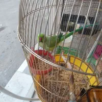 طوطی ملنگو سخنگو|پرنده|همدان, |دیوار