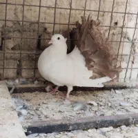 تهرانی و مسافتی سبز