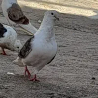 یه جفت دوکت|پرنده|دره شهر, |دیوار