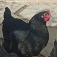 مرغ تخمگذار
