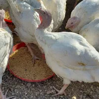 بوقلمون گوشتی|حیوانات مزرعه|سلطانیه, |دیوار