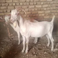 بز بره سانن