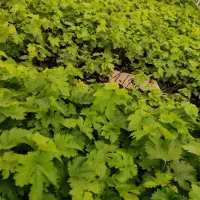 نهال انگور|خدمات باغبانی و درختکاری|خلیل آباد, |دیوار