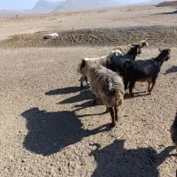 فروش گوسفند داشتی|حیوانات مزرعه|سرچهان, |دیوار