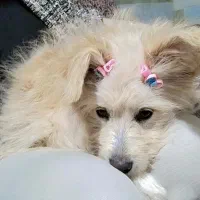 فروش سگ پا کوتاه فوری