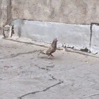 کفتر|پرنده|شال, |دیوار