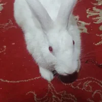 خرگوش سر حال وسالم