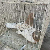 کله زرد ، سینه سرخ ماده، کله هفترنگ|پرنده|مشهد, امیرآباد|دیوار