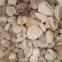 صدف دریا جنوب