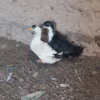 مرغابی ۴ ماهه بالغ