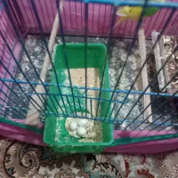 مرغ عشق با تخم