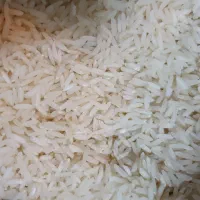 برنج کشت دوم امسال